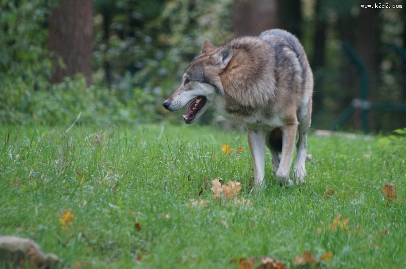 凶残的狼图片大全