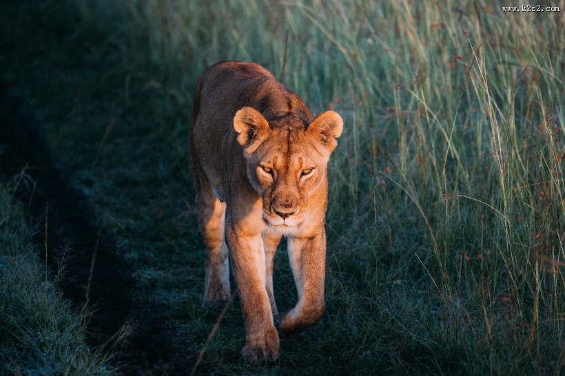 雄壮的母狮图片