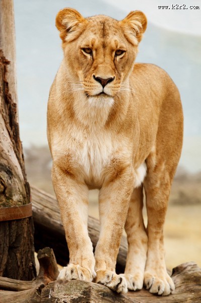 雄壮的母狮图片