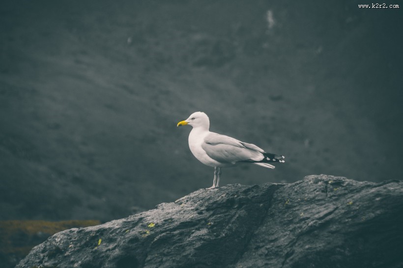 可爱的海鸥图片大全