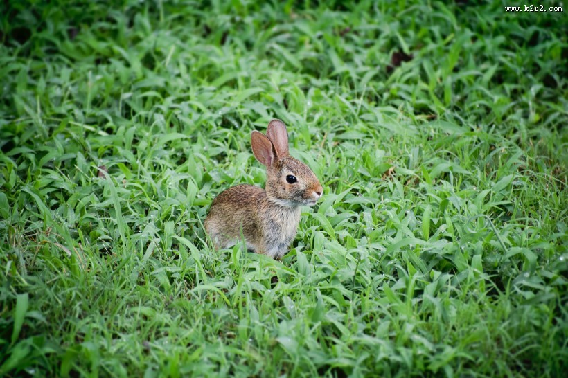 可爱的兔子图片