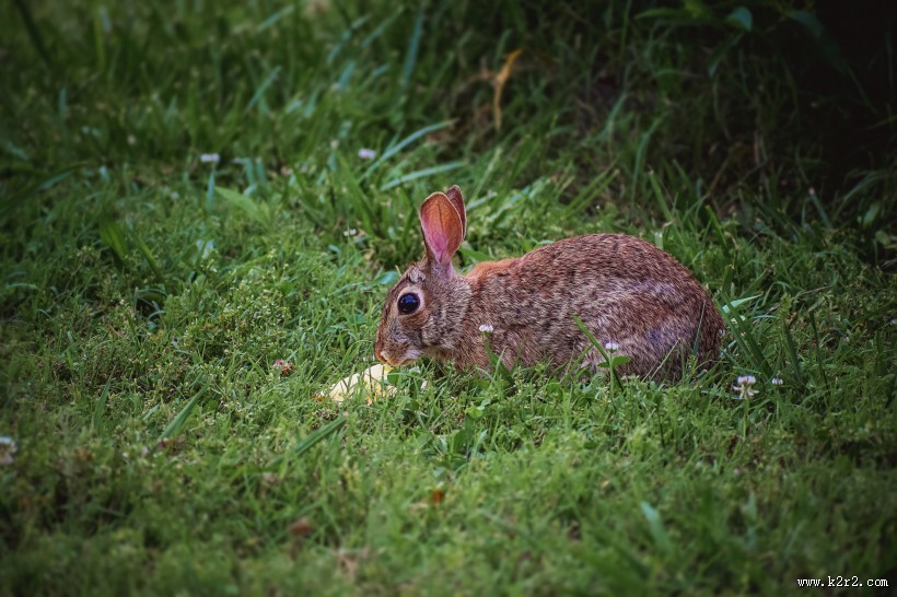可爱的兔子图片