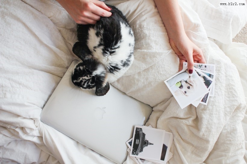 可爱的兔子图片