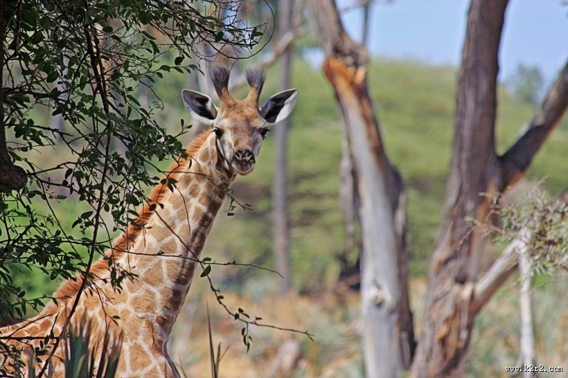 高大的长颈鹿图片大全