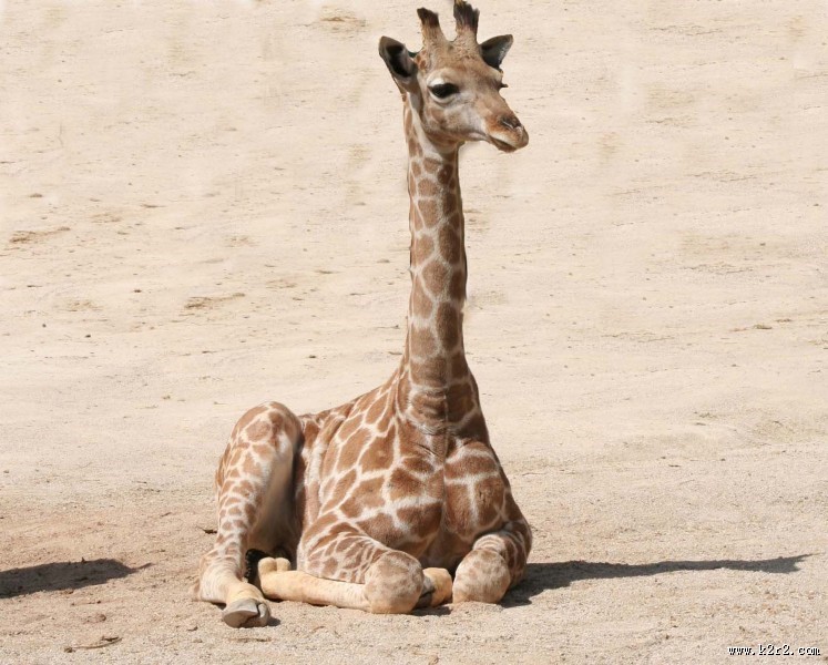 高大的长颈鹿图片大全