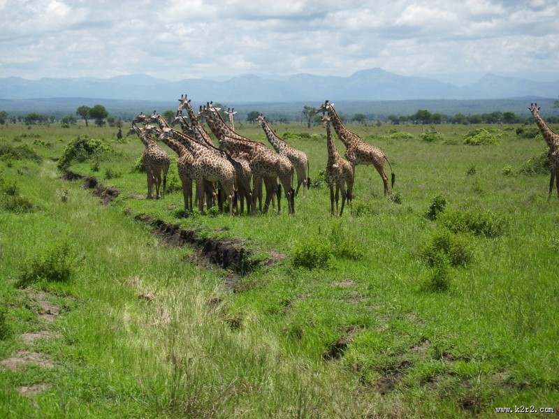 高大的长颈鹿图片大全