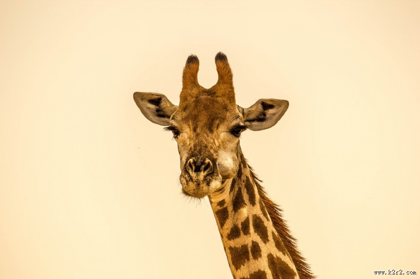 长颈鹿头部图片
