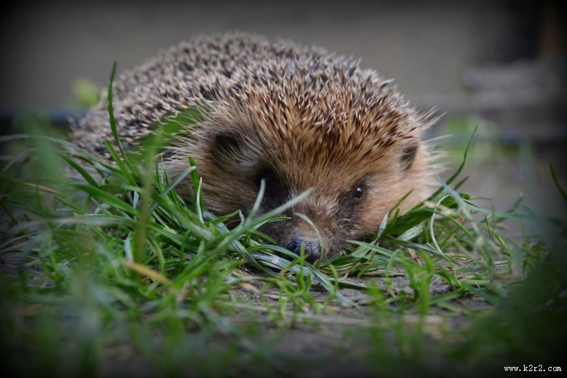 可爱娇小的刺猬图片