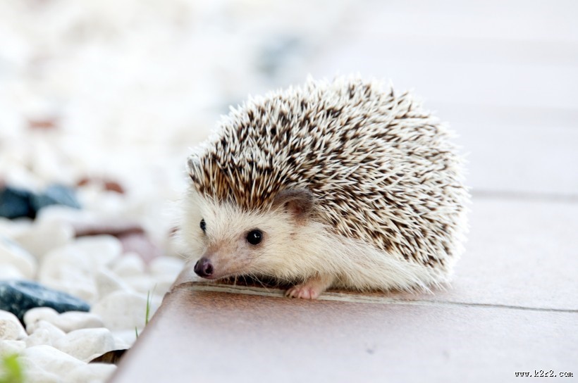 可爱娇小的刺猬图片