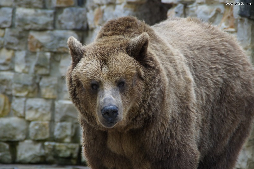 体型庞大的棕熊图片大全