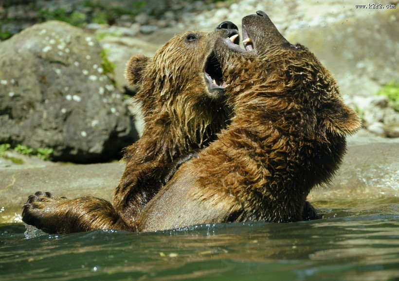 体型庞大的棕熊图片大全