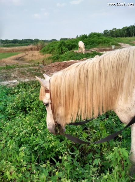 白色的马图片
