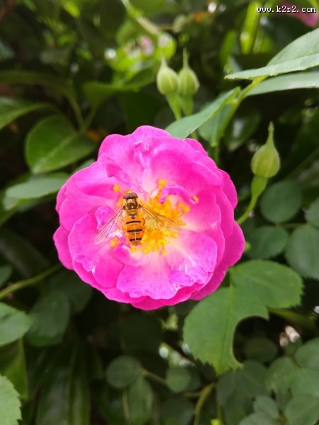 花朵上的小蜜蜂图片