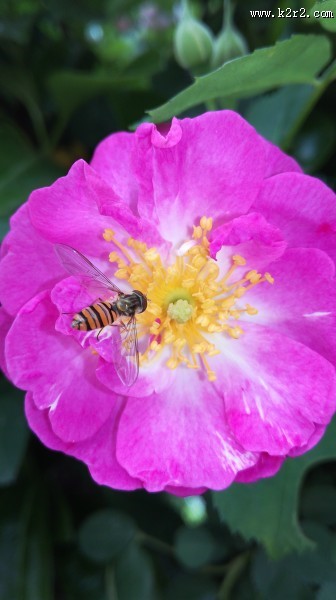 花朵上的小蜜蜂图片