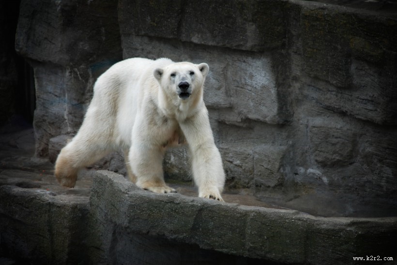 可爱的北极熊图片