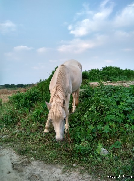白色的马图片