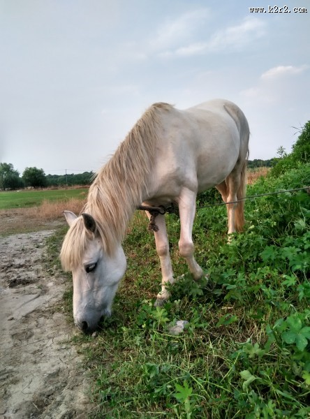 白色的马图片