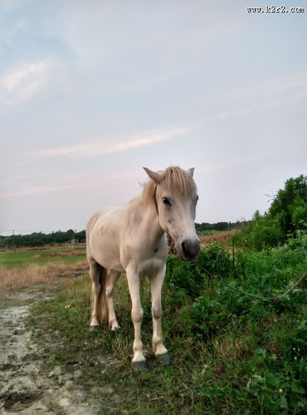 白色的马图片