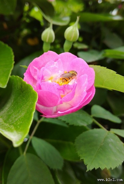 花朵上的小蜜蜂图片
