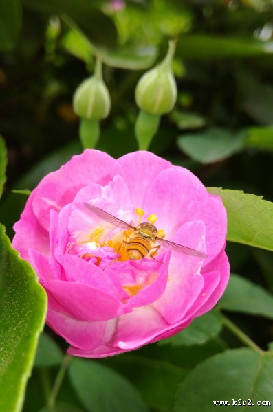 花朵上的小蜜蜂图片