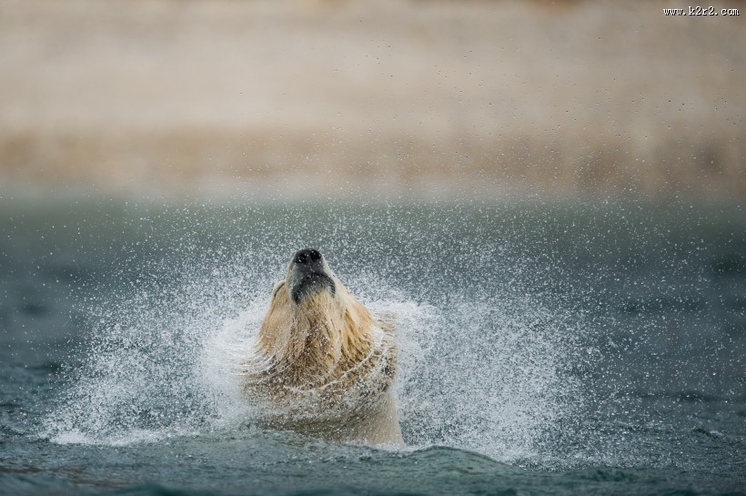 可爱的北极熊图片大全