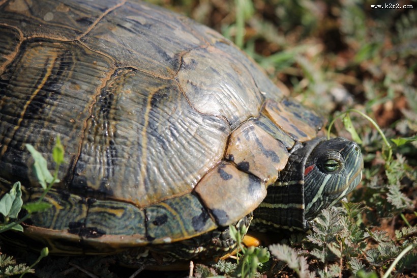 爬行的乌龟图片