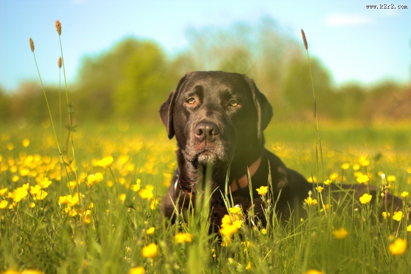 黑色的拉布拉多犬图片
