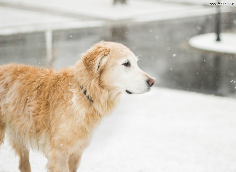 温顺的金毛犬图片大全