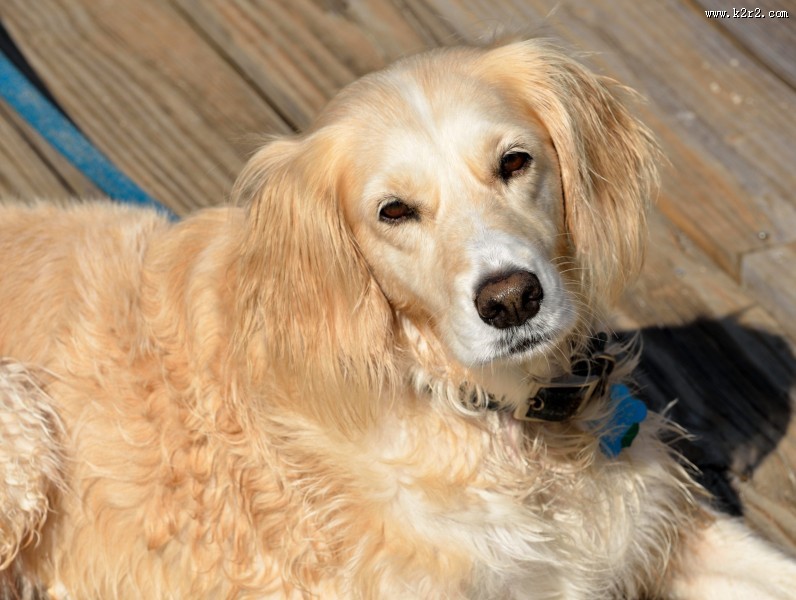 温顺的金毛犬图片大全