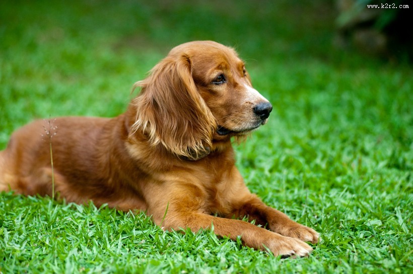 温顺的金毛犬图片大全