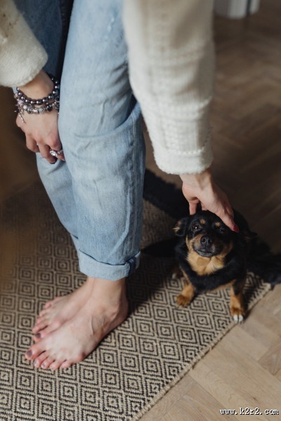 黑色的小狗图片大全