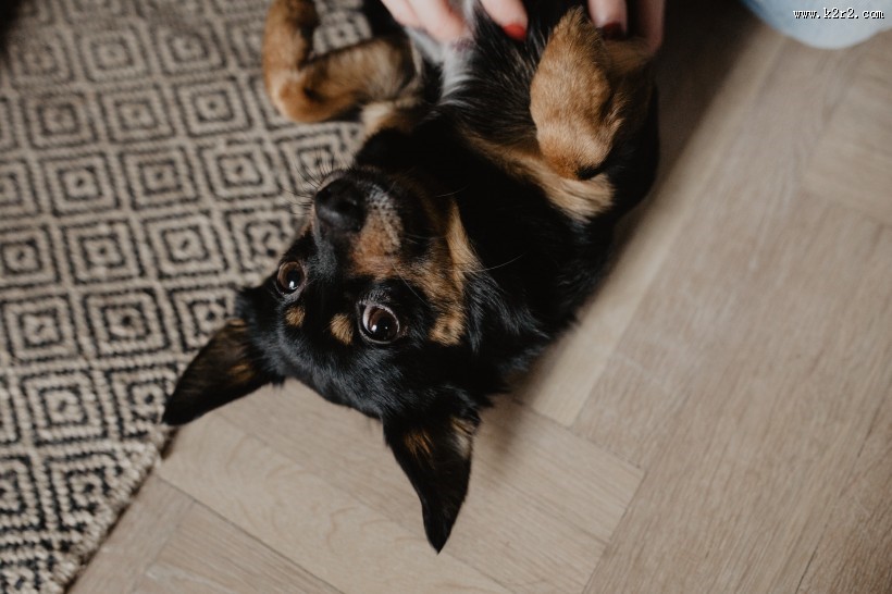 黑色的小狗图片大全