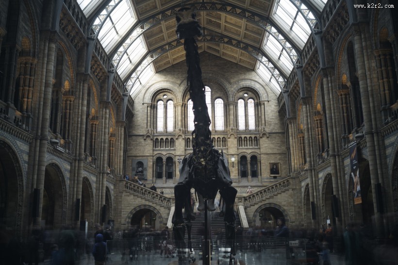 恐龙化石图片大全