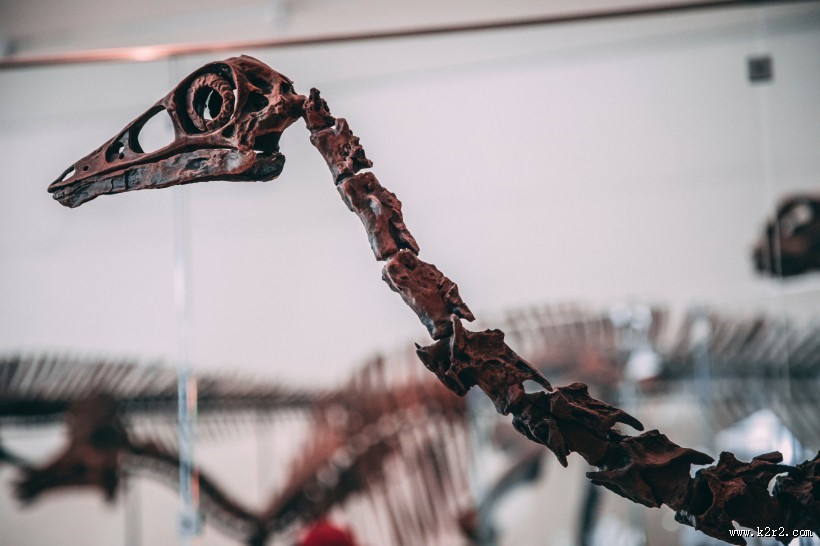 恐龙化石图片大全