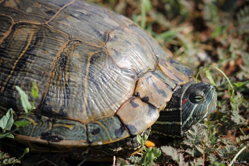 爬行的乌龟图片