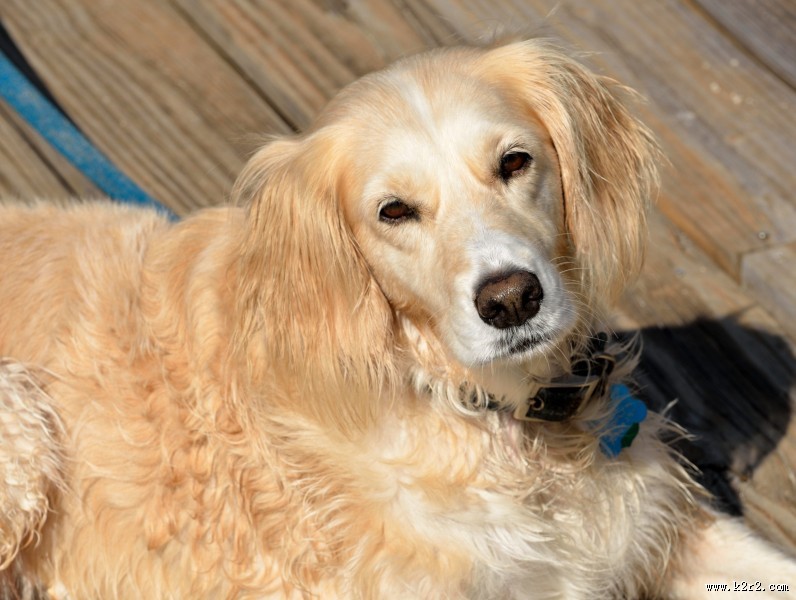 温顺的金毛犬图片大全