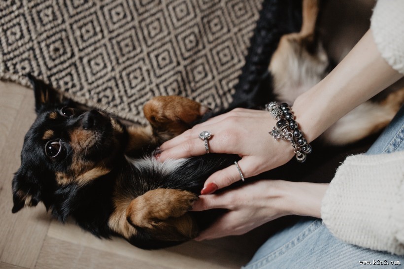 黑色的小狗图片