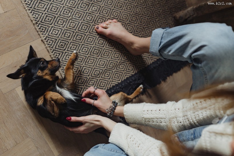 黑色的小狗图片