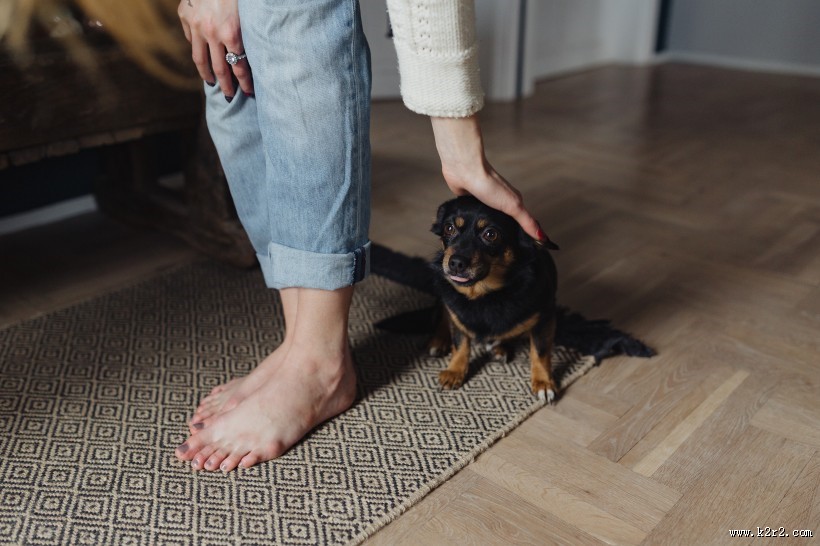 黑色的小狗图片