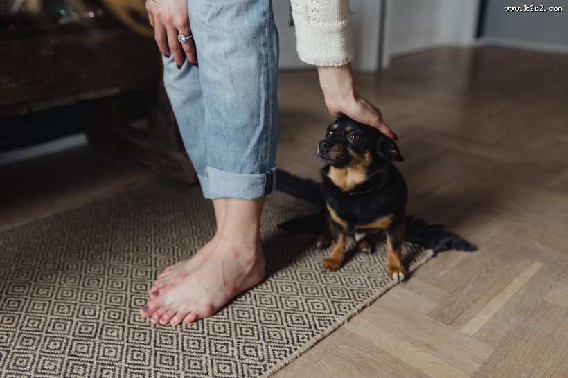 黑色的小狗图片