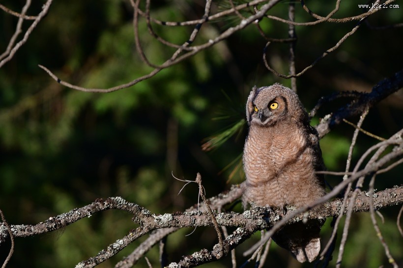 可爱的猫头鹰图片大全