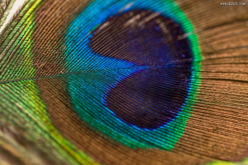 光鲜的孔雀羽毛图片大全
