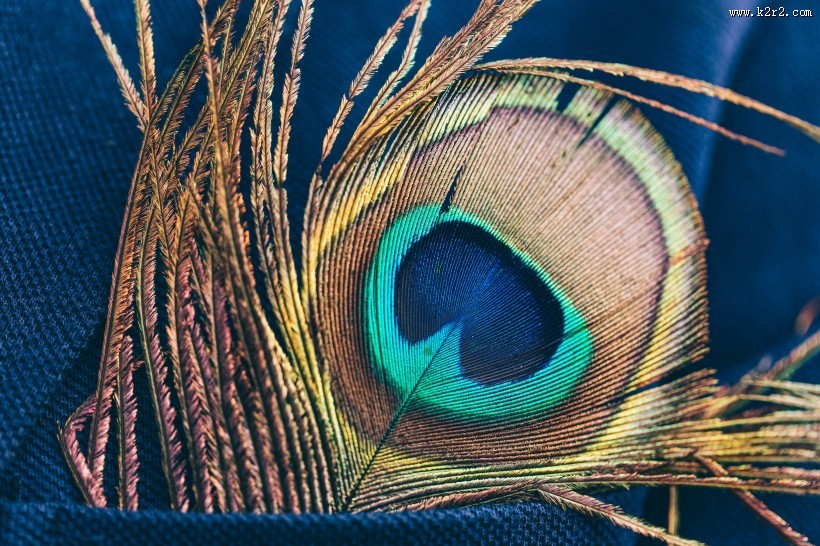 光鲜的孔雀羽毛图片大全