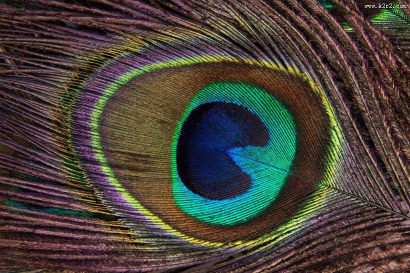 光鲜的孔雀羽毛图片大全
