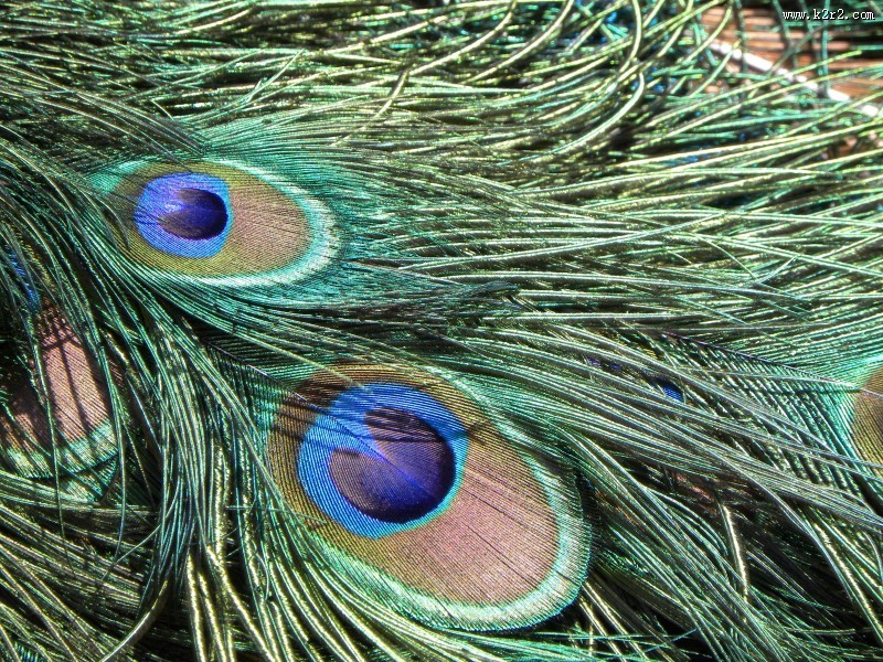 光鲜的孔雀羽毛图片大全
