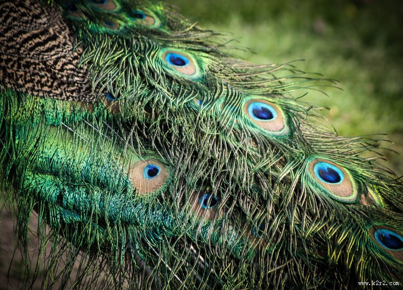 光鲜的孔雀羽毛图片大全