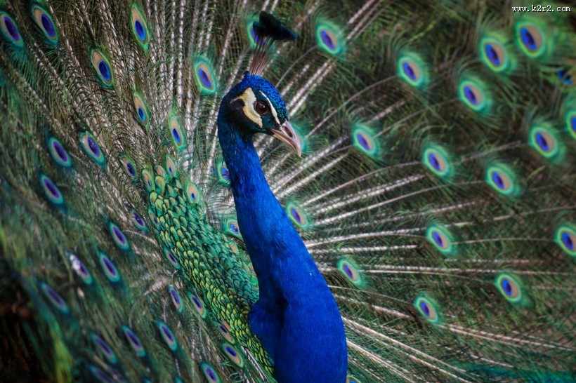 开屏的孔雀图片