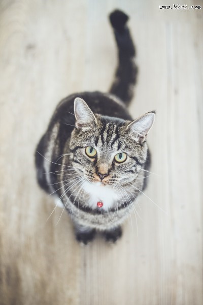 睁大双眼的小猫图片