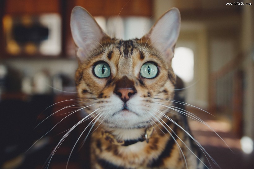 睁大双眼的小猫图片