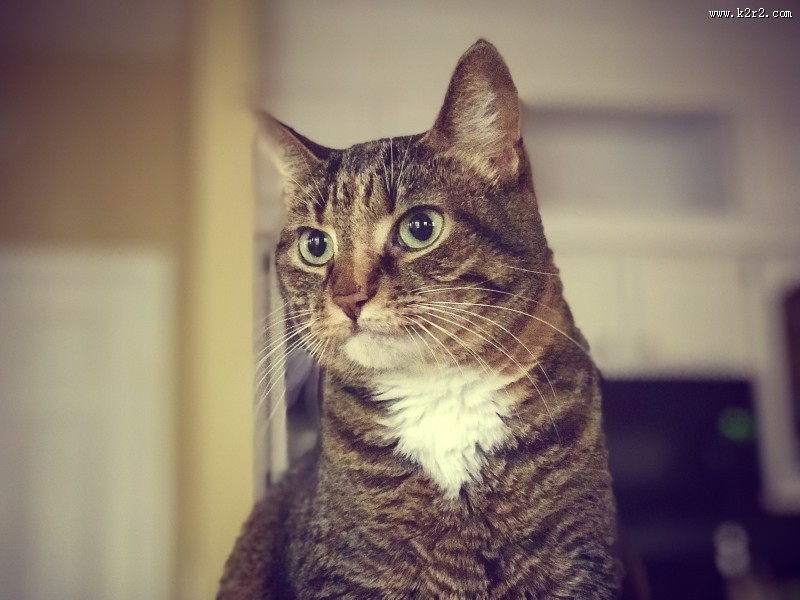 睁大双眼的小猫图片